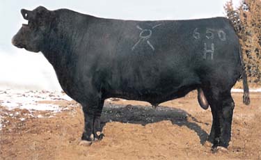 Angus Embryos For Sale:  SB10-2026