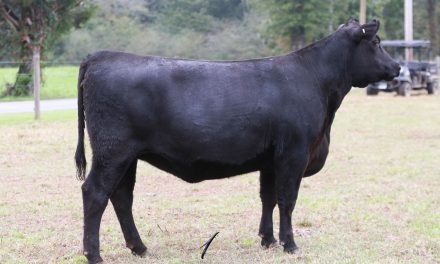 Angus Embryos For Sale:  SB10-2032