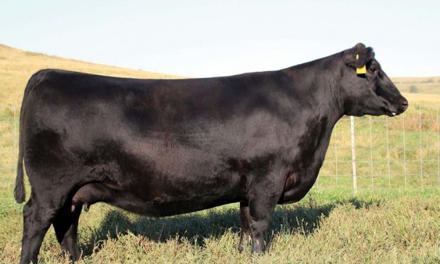 Angus Embryos For Sale:  SB10-3981