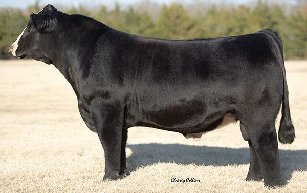 Sim Angus Embryos For Sale:  SB10-2037