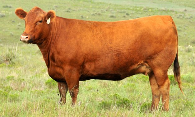 Red Angus Embryos For Sale:  SB10-2012