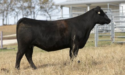 Angus Embryos For Sale:  SB10-2042