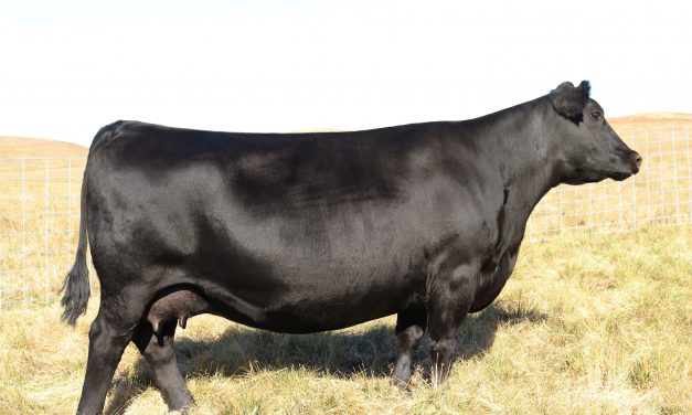 Angus Embryos For Sale:  SB10-2059