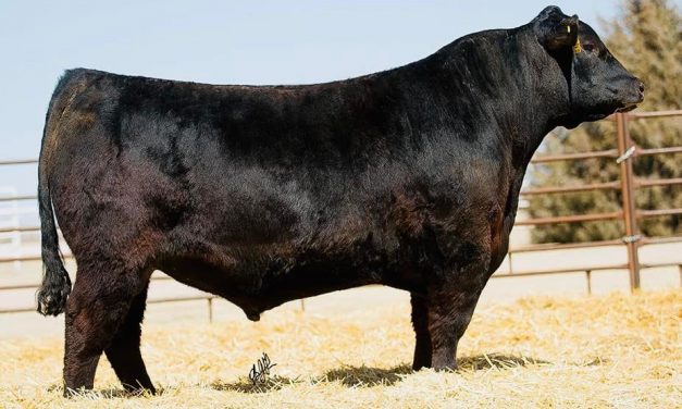 Angus Semen For Sale:  SB10-2201