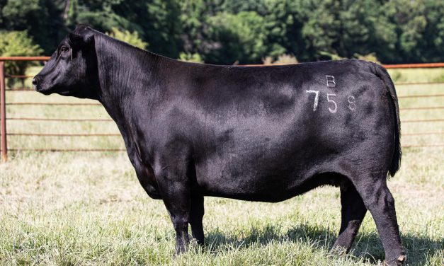 Angus Embryos For Sale:  SB10-2060