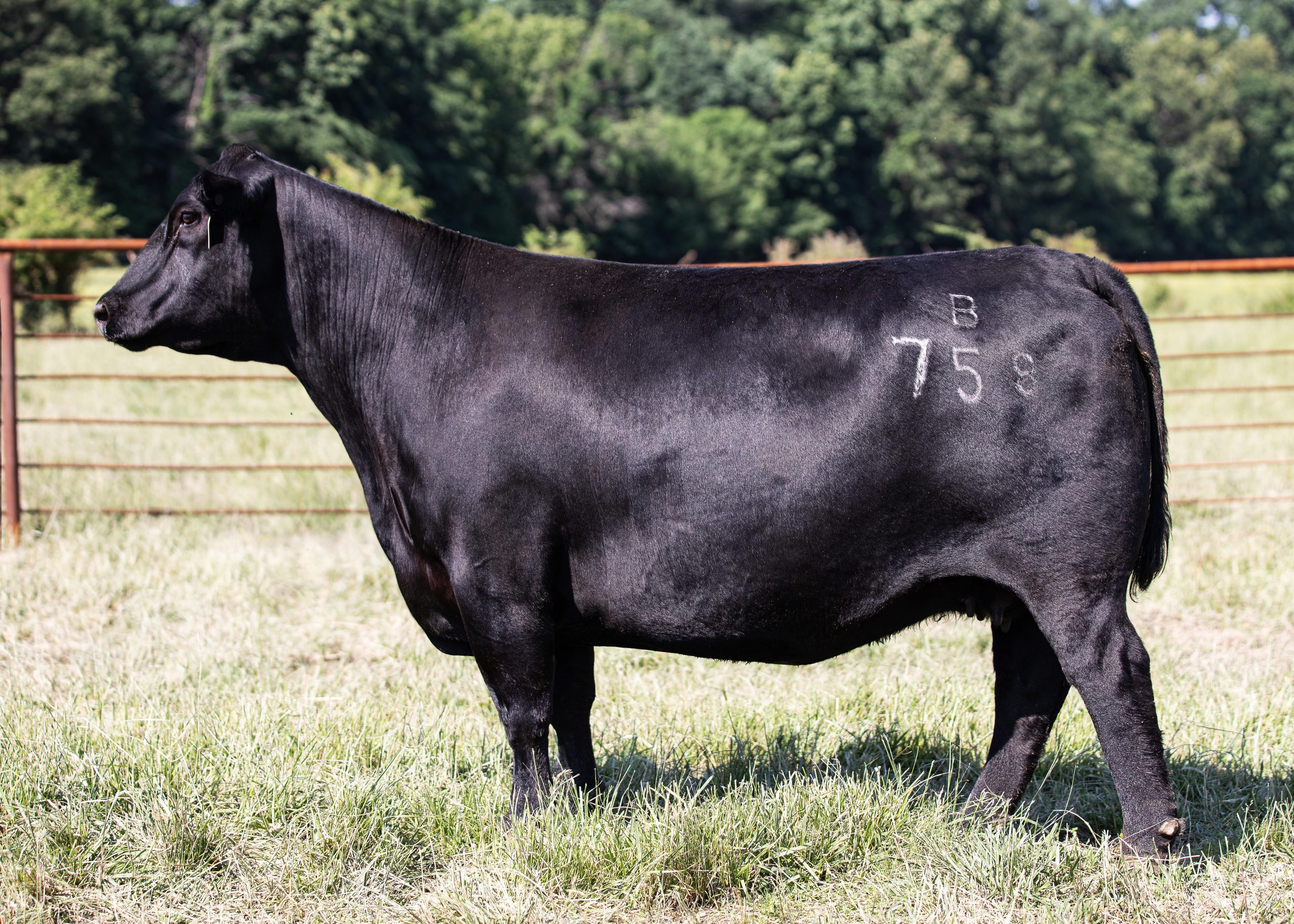 Baldridge Isabel B758
