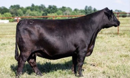 Angus Embryos For Sale:  SB10-2073