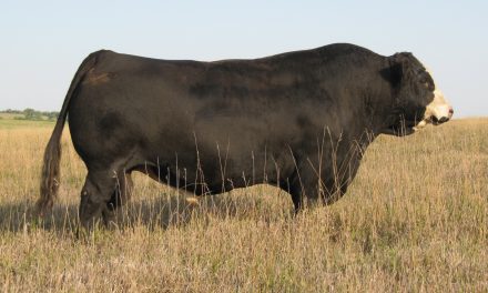 Simmental Semen For Sale:  SB10-2080