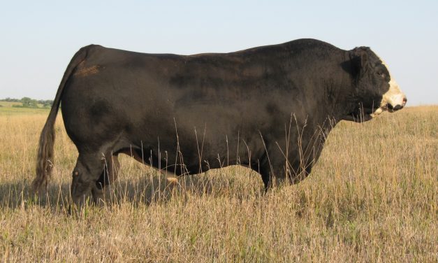 Simmental Semen For Sale:  SB10-2080