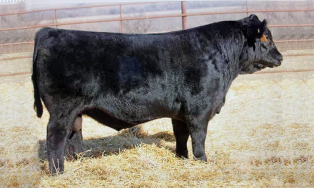 Simmental Semen For Sale:  SB10-2072