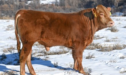 Akaushi Semen For Sale:  SB10-2051