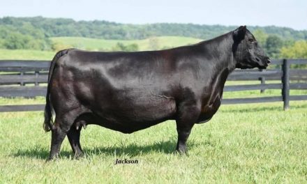 Angus Embryos For Sale:  SB10-2089