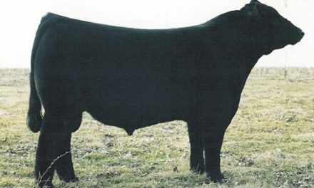 Angus Semen For Sale:  SB10-2120