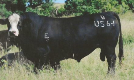 Simmental Semen For Sale:  SB10-2091