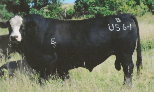 Simmental Semen For Sale:  SB10-2091