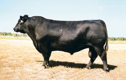 Angus Semen For Sale:  SB10-2077