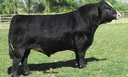 Simmental Semen For Sale:  SB10-2098