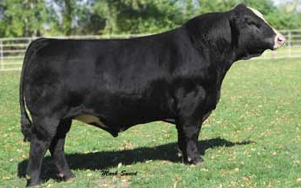 Simmental Semen For Sale:  SB10-2098