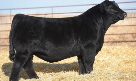 Simmental Semen For Sale:  SB10-2071