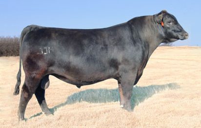 Angus Semen For Sale:  SB10-2109