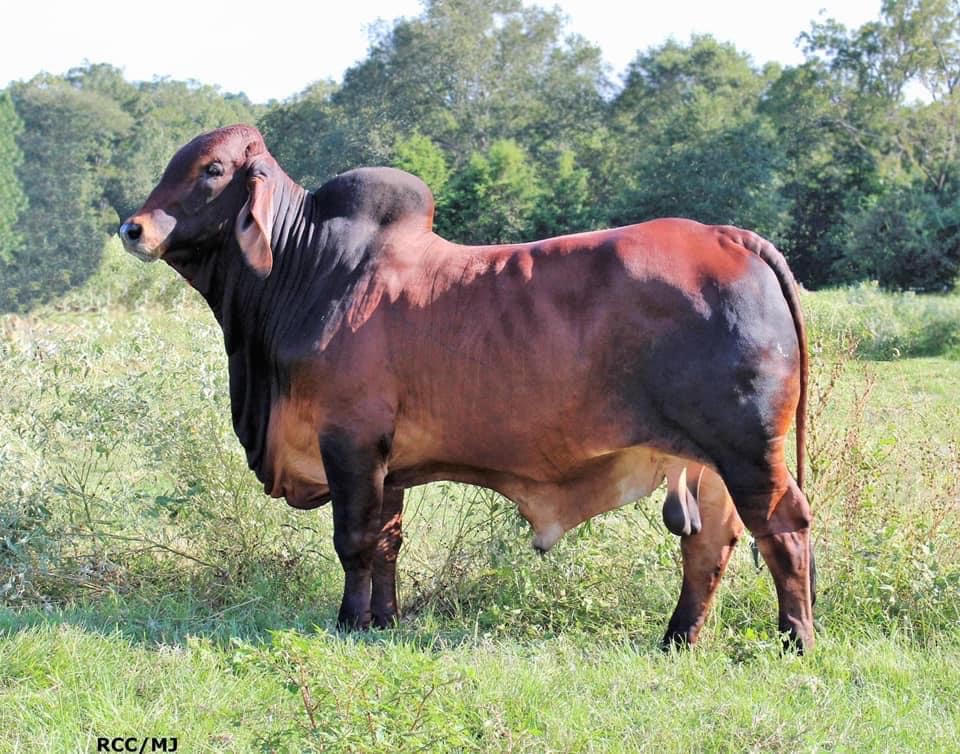 MR GA CAIN’s BANDIT