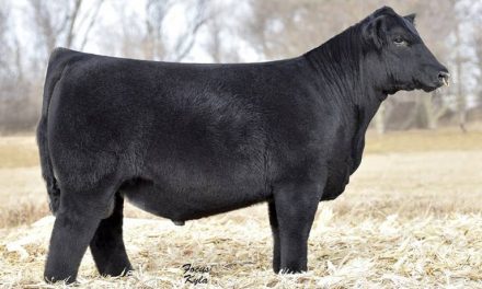 Club Calf Semen For Sale:  SB10-2081