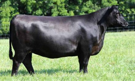Angus Embryos For Sale:  SB10-2108