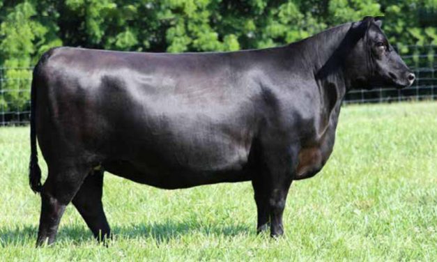 Angus Embryos For Sale:  SB10-3091