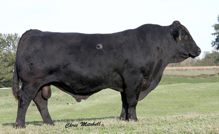Gelbvieh Semen For Sale: SB10-358