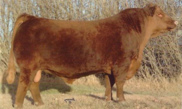 Red Angus Semen For Sale:  SB10-2102