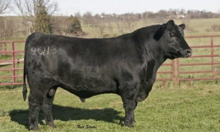 Angus Semen For Sale:  SB10-2082