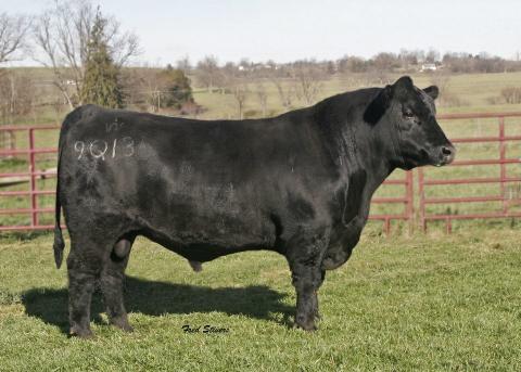 Angus Semen For Sale:  SB10-2082