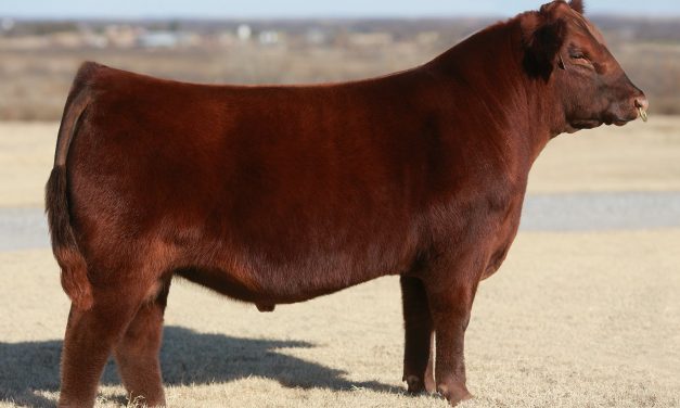 Red Angus Semen For Sale:  SB10-2067