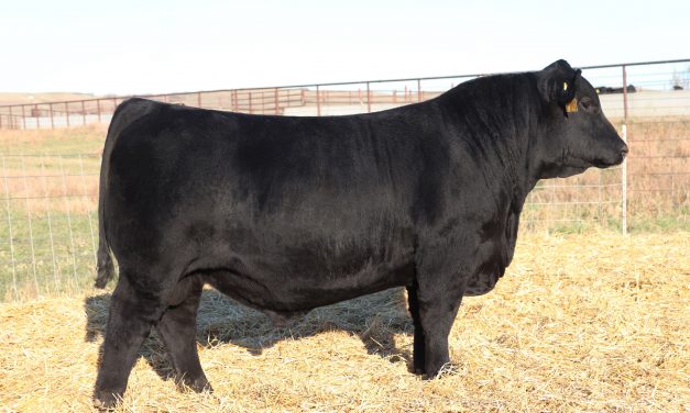 Angus Embryos For Sale:  SB10-2057