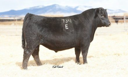 Angus Semen For Sale:  SB10-2413