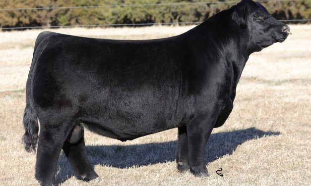 Simmental Semen For Sale:  SB10-2054