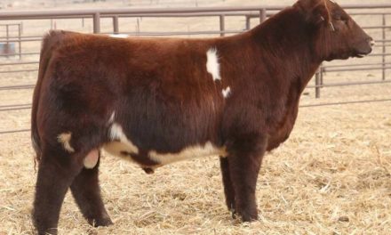 Shorthorn Semen For Sale:  SB10-2069