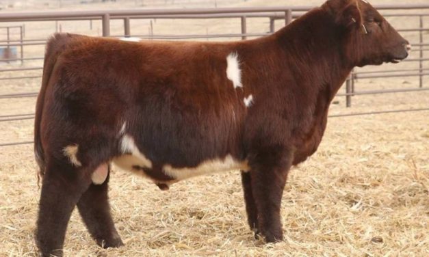 Shorthorn Semen For Sale:  SB10-2069