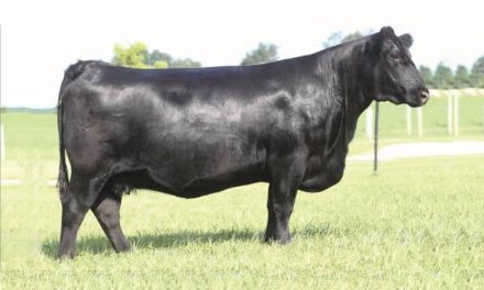 Angus Embryos For Sale:  SB10-2088