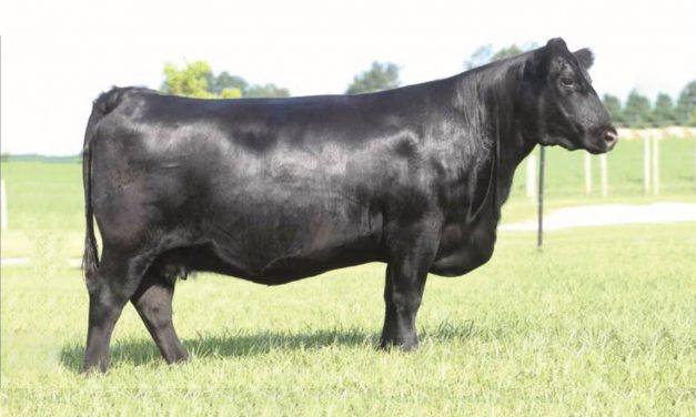Angus Embryos For Sale:  SB10-2088