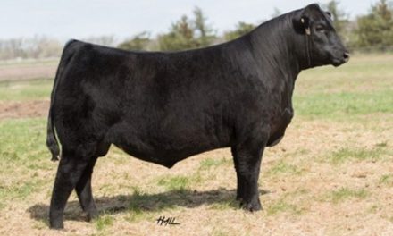 Angus Semen For Sale:  SB10-2079
