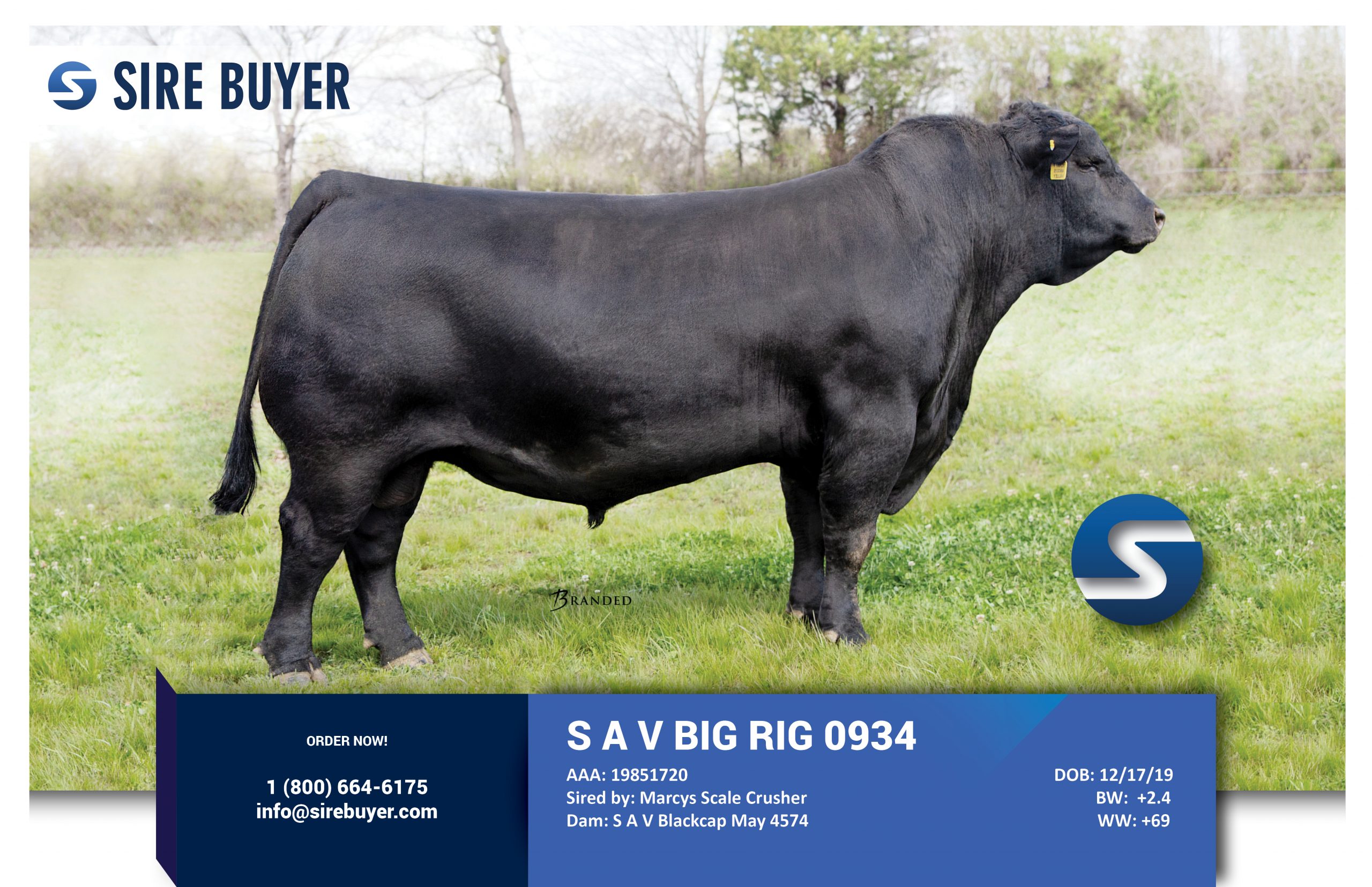 Website - SAV Big Rig 0934 -sire buyer