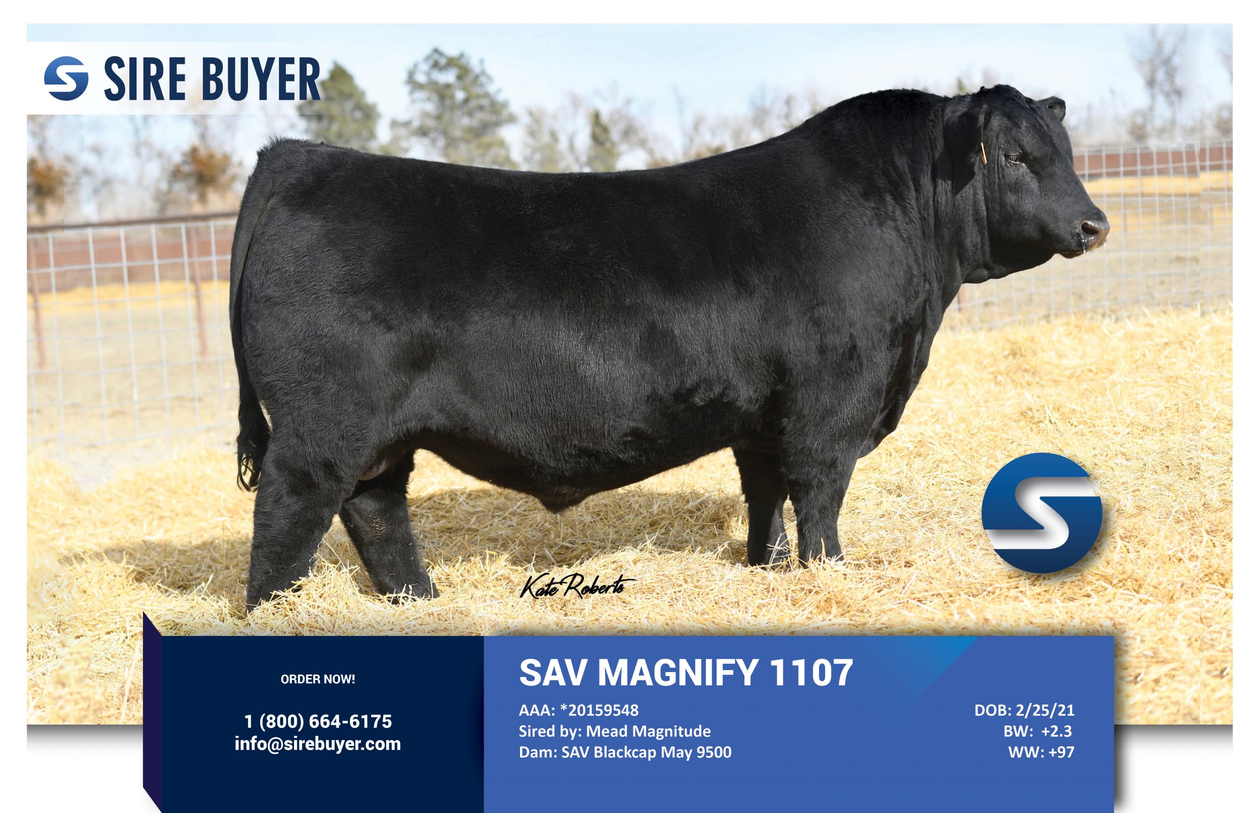 Website - sav magnify 9500 - sire buyer