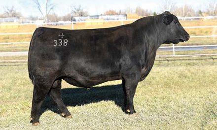 Angus Semen For Sale:  SB10-2617
