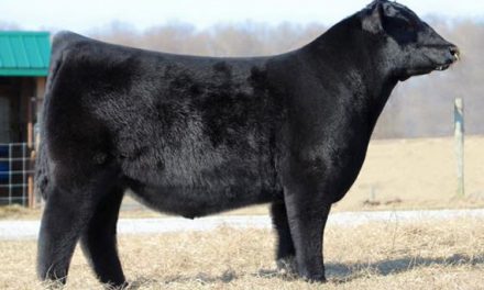 Angus Semen For Sale:  SB10-2114