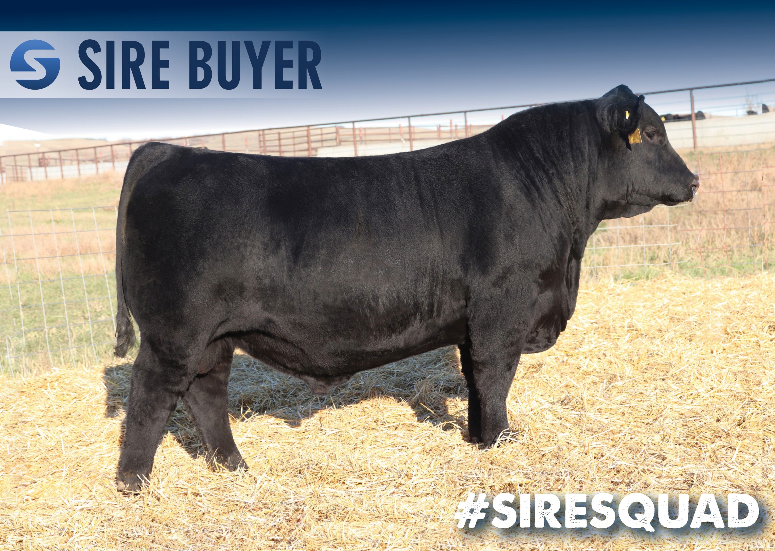 social media - sav panther - sire buyer