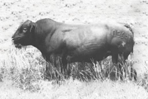 Red Angus Semen Wanted:  SB10-2061