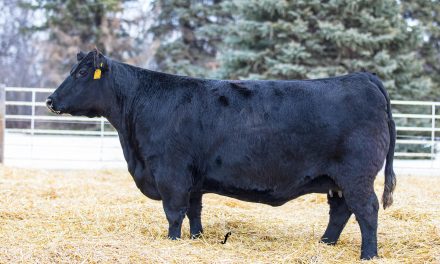 Angus Embryos For Sale:  SB10-2063
