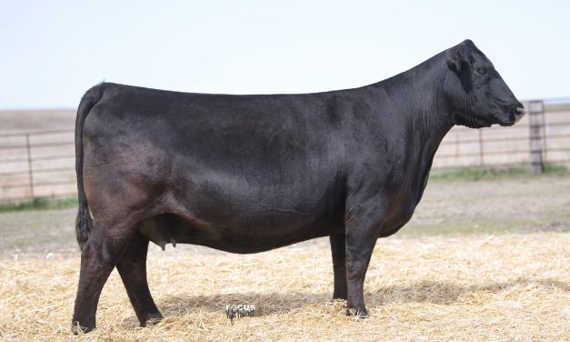 Angus Embryos For Sale:  SB10-2161