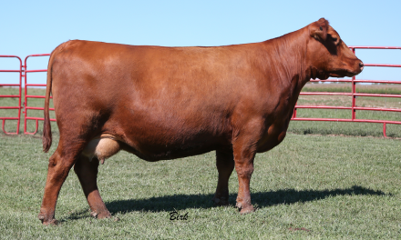 Red Angus Embryos For Sale:  SB10-2147